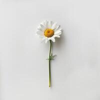 AI generated Fresh daisy flower isolated on white background. Close-up Shot. photo