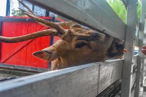 an axis deer at the zoo being fed by visitors photo