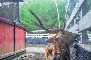 an axis deer at the zoo being fed by visitors photo