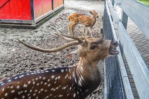 an axis deer at the zoo waiting to be fed by visitors photo