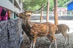 a group of axis deer at the zoo being fed by visitors photo