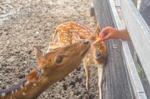 un grupo de eje ciervo a el zoo siendo alimentado por visitantes foto