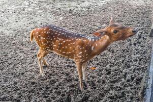 an axis deer at the zoo waiting to be fed by visitors photo