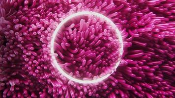 background of pink anemone algae swaying underwater with neon circle video