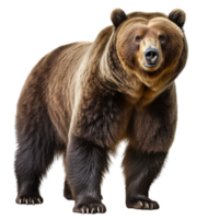 AI generated big brown bear png