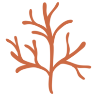 Isolated orange seaweed in transparent background. png