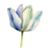 ai generado acuarela y pintura floreciente blanco tulipán flor. png