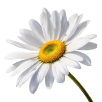 AI generated Watercolor and painting blooming white gerbera daisy flower png