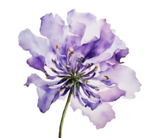AI generated Watercolor and painting Elegant violet Anemone or purple poppy Flower png