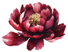 AI generated Watercolor and painting Elegant red Anemone or poppy Flower png