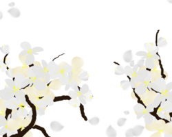 Cherry blossom flowers frame background png