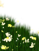 Grass Flowers Frame png