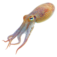 AI generated Squid isolated on transparent background png