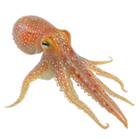 AI generated Squid isolated on transparent background png