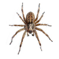 ai generiert Springen Spinne isoliert auf transparent Hintergrund png