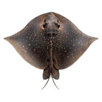 AI generated Set of stingray isolated on transparent background png