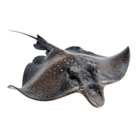 AI generated Set of stingray isolated on transparent background png