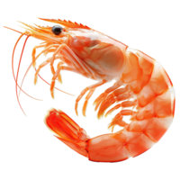 AI generated Shrimp isolated on transparent background png