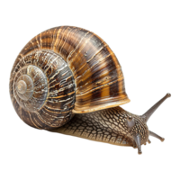 AI generated Snail isolated on transparent background png