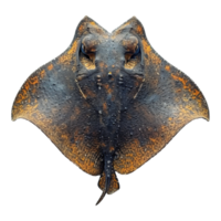 AI generated Set of stingray isolated on transparent background png