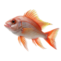 ai generiert rot Schnapper Fisch isoliert auf transparent Hintergrund png