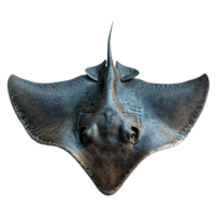 AI generated Set of stingray isolated on transparent background png