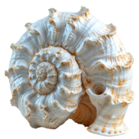 AI generated Spiral shell isolated on transparent background png