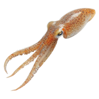 AI generated Squid isolated on transparent background png