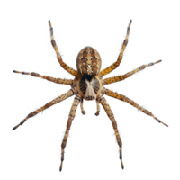 AI generated Jumping spider isolated on transparent background png