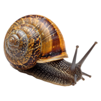 AI generated Snail isolated on transparent background png