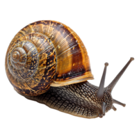 ai généré escargot isolé sur transparent Contexte png