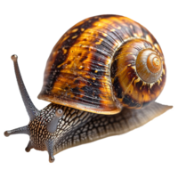 AI generated Snail isolated on transparent background png