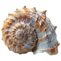 AI generated Spiral shell isolated on transparent background png