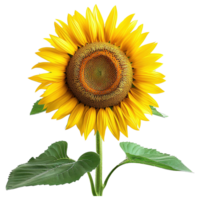 AI generated Sunflower with leaves isolated on transparent background png