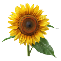 AI generated Sunflower with leaves isolated on transparent background png