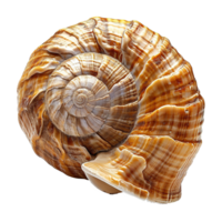 ai généré spirale coquille isolé sur transparent Contexte png