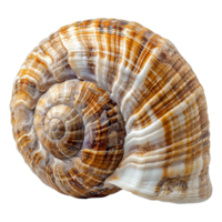 AI generated Spiral shell isolated on transparent background png