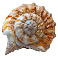 AI generated Spiral shell isolated on transparent background png