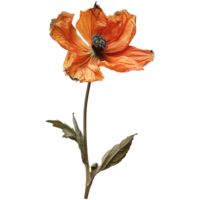 ai genererad orange visnade blomma isolerat på transparent bakgrund png