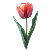 ai gerado tulipa flor isolado em transparente fundo png