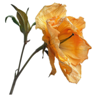 ai généré Orange fané fleur isolé sur transparent Contexte png