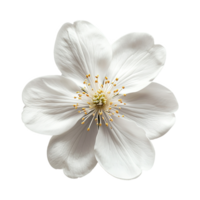 ai généré blanc hibiscus fleur isolé sur transparent Contexte png