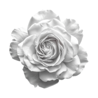 ai généré blanc Rose fleur isolé sur transparent Contexte png