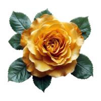 ai generiert schön Gelb Rose mit Grün Blätter isoliert auf transparent Hintergrund png