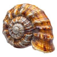 AI generated Spiral shell isolated on transparent background png