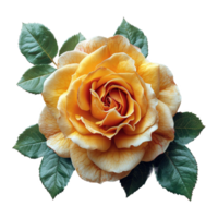 AI generated Beautiful yellow rose with green leaves isolated on transparent background png