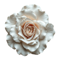 ai generiert Weiß Rose Blume isoliert auf transparent Hintergrund png