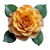 ai généré magnifique Jaune Rose avec vert feuilles isolé sur transparent Contexte png