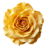 AI generated Yellow rose isolated on transparent background png