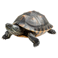 AI generated Turtle isolated on transparent background png